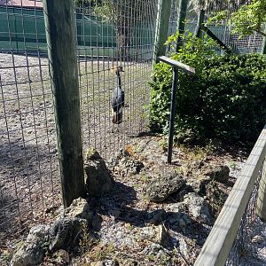 November 2022 - Crane Exhibit, Now Tortoises
