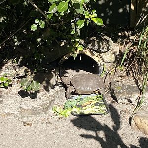 November 2022 - Gopher Tortoise