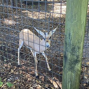 November 2022 - Slender-Horned Gazelle