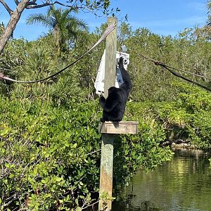 November 2022 - Primate Islands