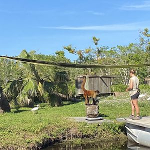 November 2022 - Primate Islands