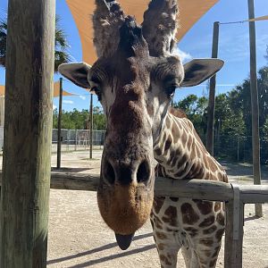 November 2022 - Giraffe