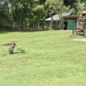 Wallaby Walkthrough Exhibit