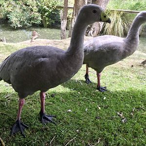 Cape Barren geese (Cereopsis novaehollandiae)