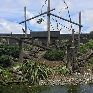 Black-capped Capuchin Exhibit