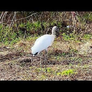National Bird Day 2023 - YouTube