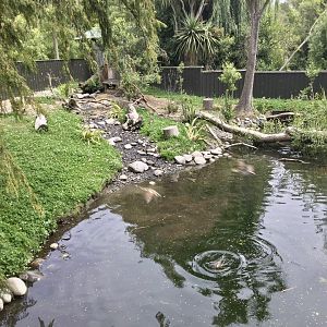 Asian-small Clawed Otter Exhibit
