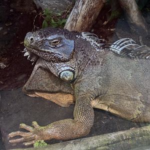 Green iguana (Iguana iguana)