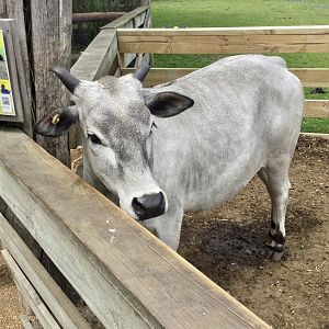 Juvenile Zebu (Bos taurus indicus)