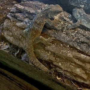 Juvenile Tuatara (Sphenodon punctatus)