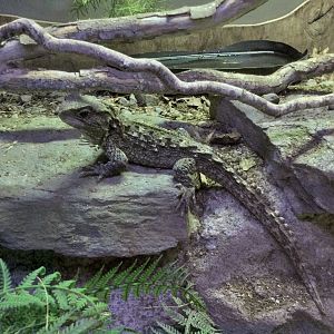 Tuatara (Sphenodon punctatus)