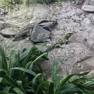 Tuatara (Sphenodon punctatus)