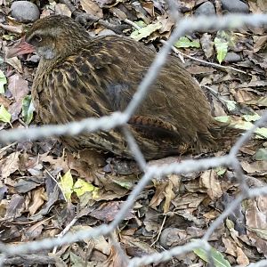 Weka (Gallirallus australis)