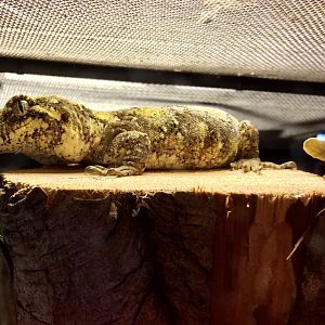 Forest gecko (Hoplodactylus granulatus)