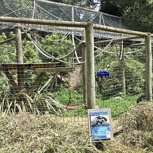 Siamang Exhibit