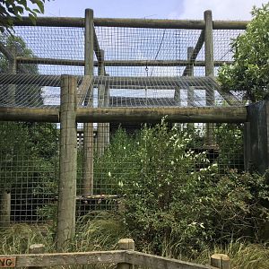 Black-and-white Ruffed Lemur Exhibit