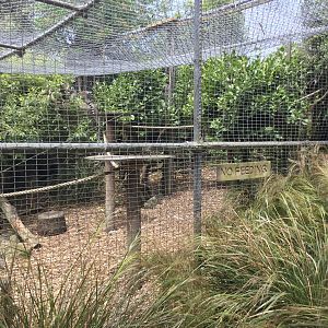 Ring-tailed Lemur Exhibit
