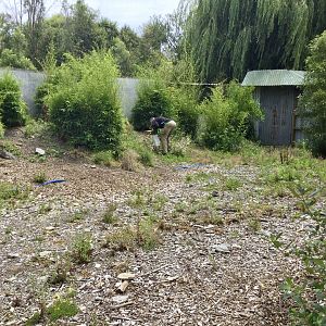 New Walk Through Lemur Exhibit - Site Renovation