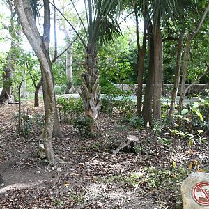 Baird's Tapir exhibit