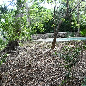 Baird's Tapir exhibit