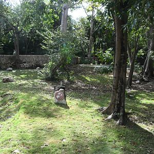 Baird's Tapir exhibit