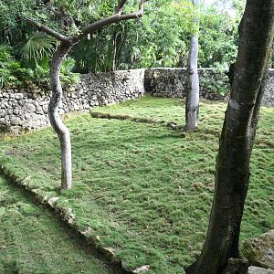 White-tailed Deer Exhibit