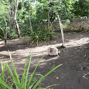 Brocket Deer Exhibit