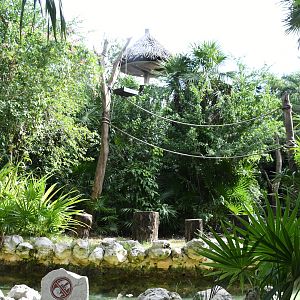 Spider Monkeys Exhibit