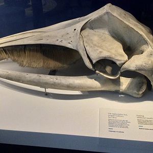 Antarctic minke whale (Balaenoptera bonaerensis) skull, Te Papa Museum