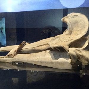 Strap-toothed beaked whale (Mesoplodon layardii) skull, Te Papa Museum