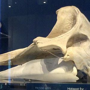 Cuvier's beaked whale (Ziphius cavirostris) skull, Te Papa Museum