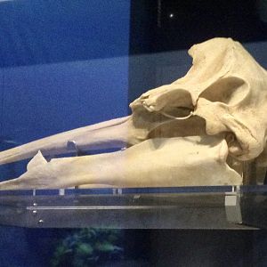 Gray's beaked whale (Mesoplodon grayi) skull, Te Papa Museum