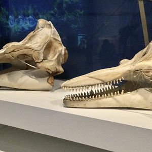 Long-finned pilot whale (l), Bottlenose dolphin (r) skulls, Te Papa Museum