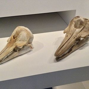 Hector’s dolphin (l), Dusky dolphin (r) skulls, Te Papa Museum