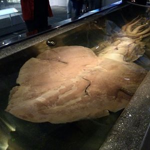 Colossal squid (Mesonychoteuthis hamiltoni) immature female, Te Papa Museum