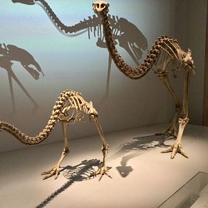 South Island giant moa (Dinornis robustus) skeletons, Te Papa Museum