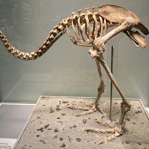 Upland moa (Megalapteryx didinus) skeleton, Te Papa Museum