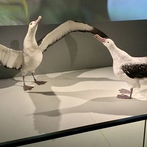Antipodean albatross (Diomedea antipodensis), Te Papa Museum
