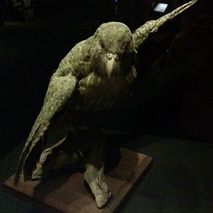 Kakapo (Strigops habroptilus), Te Papa Museum