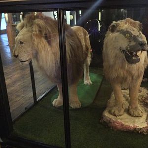 African lions (Panthera leo), Wellington Museum