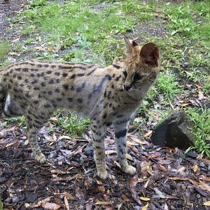 Serval (Leptailurus serval)