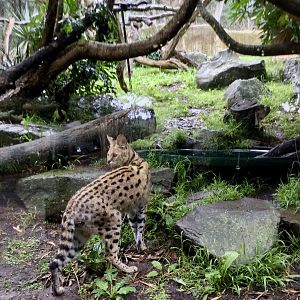 Serval Exhibit One