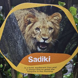 African Lion Profile - Sadiki