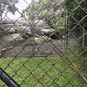 African Lion Kopje - Ground View