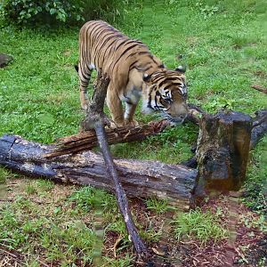 Bashi - Sumatran tiger (scent enrichment)