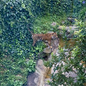Bashi - Sumatran tiger (scent marking)