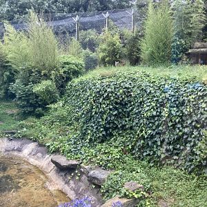 Large Sumatran Tiger Exhibit