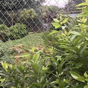 Small Sumatran Tiger Exhibit