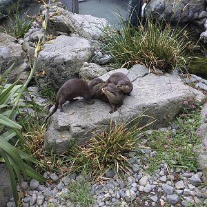 Asian-small clawed otter (brothers)