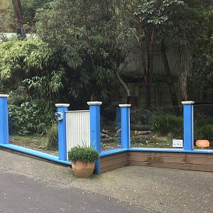 Tasmanian Devil Exhibit